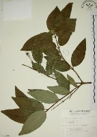 大葉溲疏藏品圖，第1張