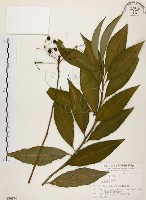 黑星紫金牛藏品圖，第1張