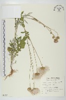 泥胡菜藏品圖，第1張