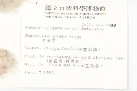 泥胡菜藏品圖，第2張