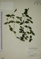 爵床藏品圖，第1張