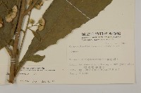 薄葉艾納香藏品圖，第2張