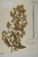 薄葉艾納香藏品圖，第1張