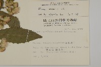 薄葉艾納香藏品圖，第2張