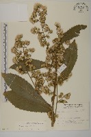 薄葉艾納香藏品圖，第1張