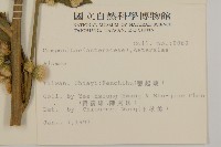 薄葉艾納香藏品圖，第2張