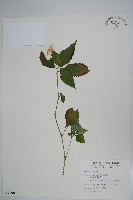 紫花鳳仙花藏品圖，第1張