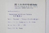 紫花鳳仙花藏品圖，第2張
