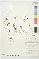 登錄號:S009602藏品圖，第1張