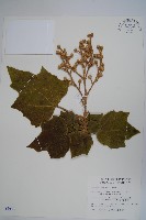 華參、裡白八角金盤藏品圖，第1張