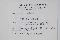 華參、裡白八角金盤藏品圖，第2張