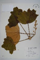華參、裡白八角金盤藏品圖，第1張