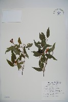 狹葉莢迷藏品圖，第1張