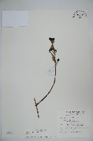 阿里山忍冬、漸尖葉忍冬藏品圖，第1張