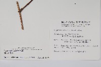 阿里山忍冬、漸尖葉忍冬藏品圖，第2張