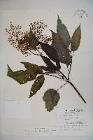 冇骨消藏品圖，第1張