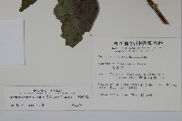 冇骨消藏品圖，第2張