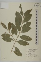 刺果衛矛藏品圖，第1張