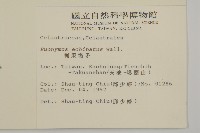 刺果衛矛藏品圖，第2張