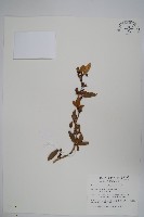 臺灣小蘗藏品圖，第1張