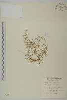 瓜槌草、漆姑草藏品圖，第1張