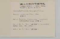 瓜槌草、漆姑草藏品圖，第2張