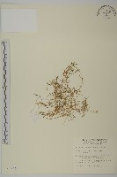 瓜槌草、漆姑草藏品圖，第1張