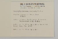 瓜槌草、漆姑草藏品圖，第2張