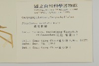 疏花繁縷藏品圖，第2張