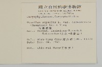 臺灣瞿麥藏品圖，第2張