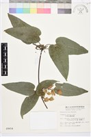 亨利氏鐵線蓮藏品圖，第1張