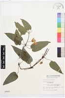 亨利氏鐵線蓮藏品圖，第1張