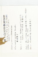 藤胡頹子藏品圖，第2張