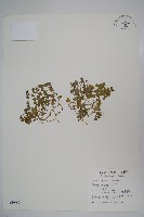 山桔梗藏品圖，第1張