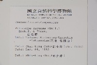 山桔梗藏品圖，第2張