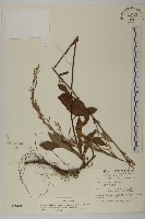 臺灣鬼督郵藏品圖，第1張