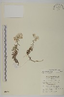 玉山抱莖籟簫藏品圖，第1張