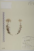 玉山抱莖籟簫藏品圖，第1張