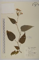 臺灣山白蘭藏品圖，第1張