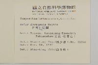 臺灣山白蘭藏品圖，第2張