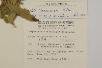 臺灣馬蘭藏品圖，第2張