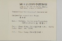 黃金珠藏品圖，第2張
