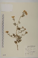 阿里山油菊藏品圖，第1張