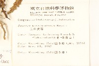 台東黃菀藏品圖，第2張