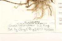 台東黃菀藏品圖，第3張