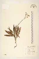 玉山黃菀藏品圖，第1張