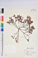 紅毛杜鵑藏品圖，第1張