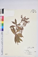 臺灣馬醉木藏品圖，第1張