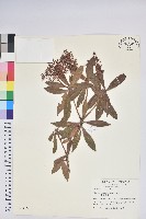 臺灣馬醉木藏品圖，第1張