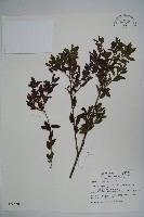 雲南冬青藏品圖，第1張